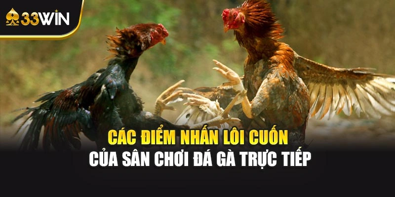 Các điểm nhấn lôi cuốn của sân chơi đá gà trực tiếp