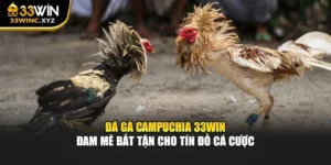 Đá Gà Campuchia 33win – Đam Mê Bất Tận Cho Tín Đồ Cá Cược