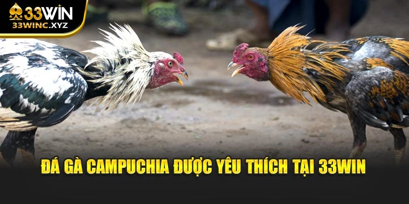 Đá gà Campuchia được yêu thích tại 33win