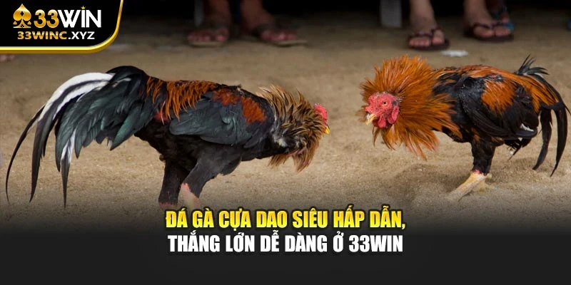 Đá Gà Cựa Dao Siêu Hấp Dẫn, Thắng Lớn Dễ Dàng Ở 33win