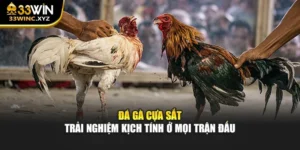 Đá Gà Cựa Sắt – Trải Nghiệm Kịch Tính Ở Mọi Trận Đấu
