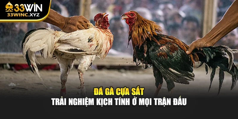 Đá Gà Cựa Sắt – Trải Nghiệm Kịch Tính Ở Mọi Trận Đấu