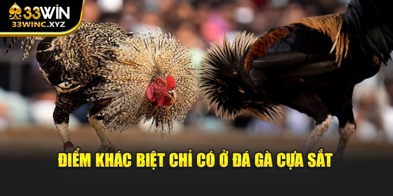 Điểm khác biệt chỉ có ở đá gà cựa sắt