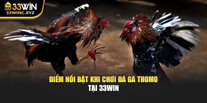 Điểm nổi bật khi chơi đá gà Thomo tại 33win