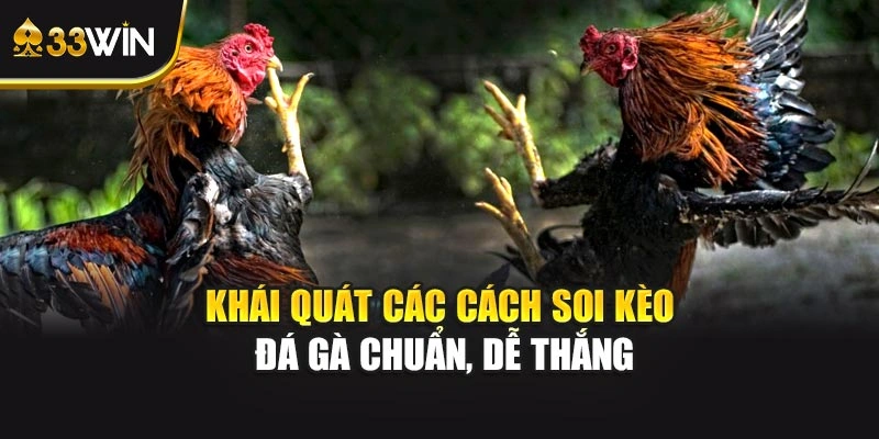 Khái quát các cách soi kèo đá gà chuẩn, dễ thắng