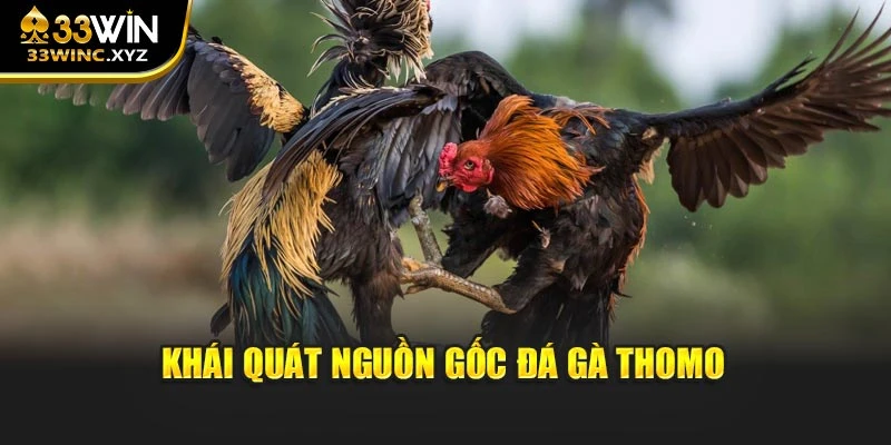 Khái quát nguồn gốc đá gà Thomo