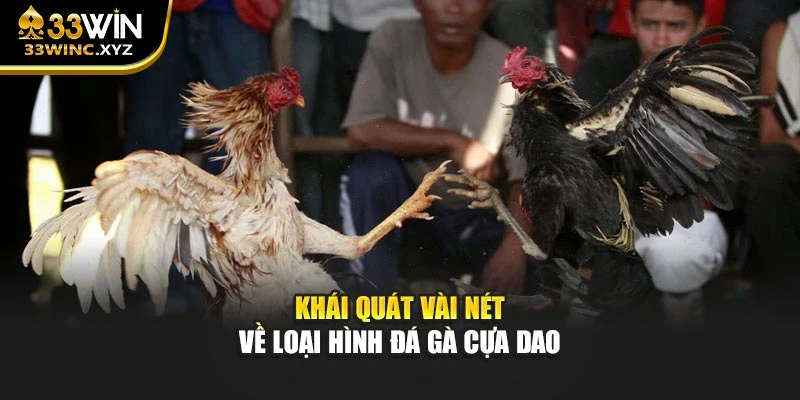 Khái quát cơ bản về loại hình đá gà cựa dao