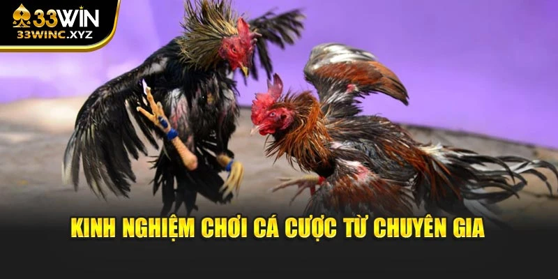 Kinh nghiệm trải nghiệm cá cược từ chuyên gia