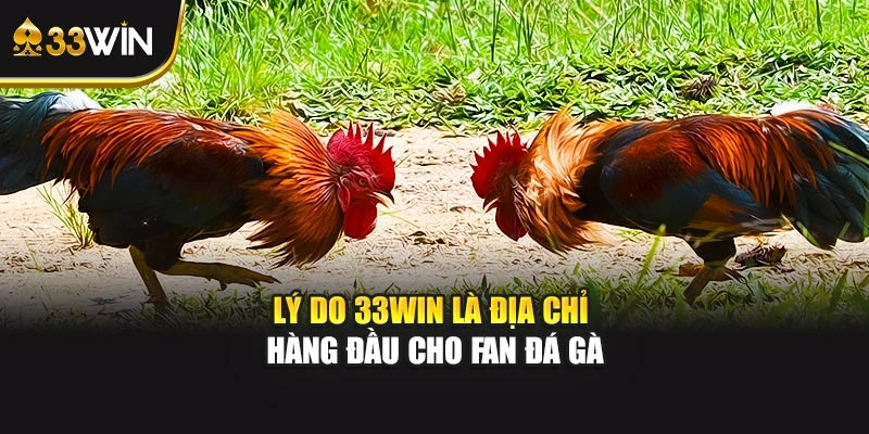Lý do 33WIN là địa chỉ hàng đầu cho fan đá gà