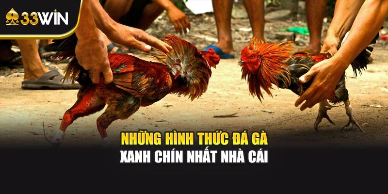 Những hình thức đá gà xanh chín nhất nhà cái