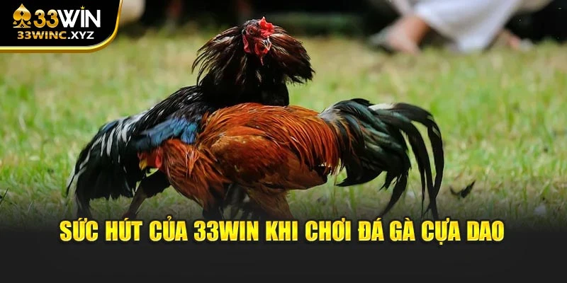 Sức hút của 33win khi chơi đá gà cựa dao