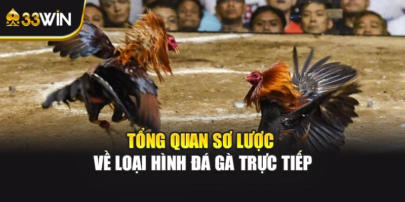 Tổng quan sơ lược về loại hình đá gà trực tiếp