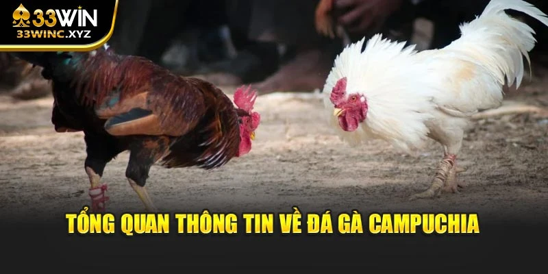 Tổng quan vài thông tin về đá gà Campuchia