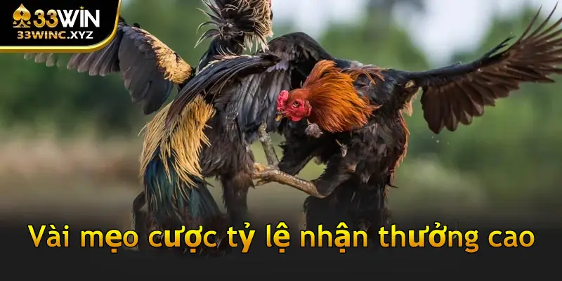 Vài mẹo cược tỷ lệ nhận thưởng cao